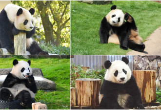 一口气遭他归还4只大猫熊！中国动物外交失灵？