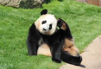 一口气遭他归还4只大猫熊！中国动物外交失灵？