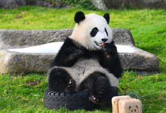 一口气遭他归还4只大猫熊！中国动物外交失灵？