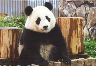 一口气遭他归还4只大猫熊！中国动物外交失灵？