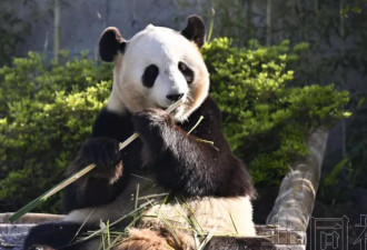 日本和歌山四只大熊猫将归还中国