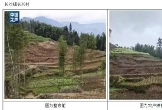 贵州一地被曝光为复耕砍竹林反撂荒，当地回应