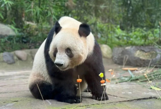 日本出生的大熊猫，为什么要送回中国...