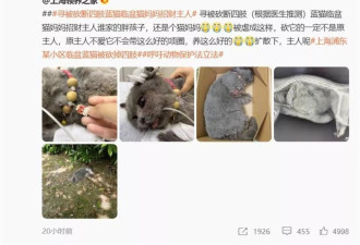 上海一怀孕蓝猫疑遭虐待被砍断四肢 送医抢救后死亡