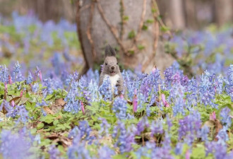 日本北海道春景迷人 松鼠花间跳跃宛如童话世界