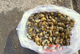大量螺类生物现身湘江，有人“一捞一麻袋”