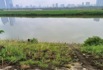 大量螺类生物现身湘江，有人“一捞一麻袋”