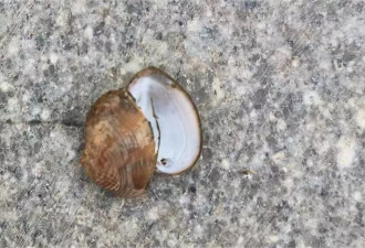大量螺类生物现身湘江，有人“一捞一麻袋”