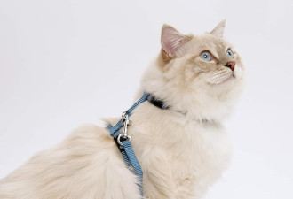 可调节的尼龙可调节的猫安全带和皮带套件，小，黑色
