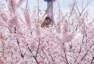 别错过！High Park樱花本周盛开，这些赏花地点比它更早爆满
