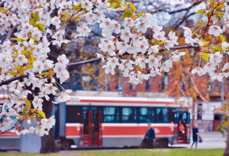 别错过！High Park樱花本周盛开，这些赏花地点比它更早爆满
