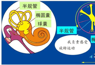 为何人坐车晕，自己开车却不晕？