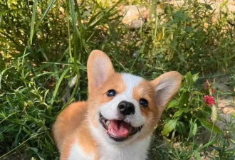 “抢夺小朋友烤肠”警犬福仔被通报批评