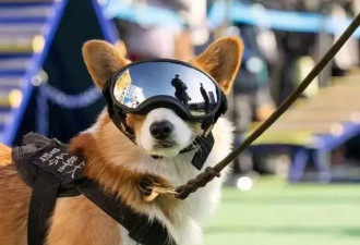 “抢夺小朋友烤肠”警犬福仔被通报批评