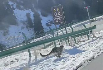 网友发布驾车追逐雪豹视频，野生动物救护中心回应