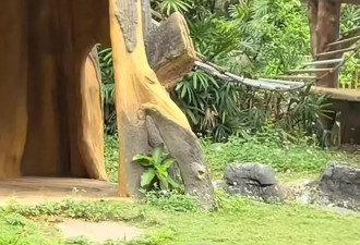 网红猩猩扔石块砸伤游客，动物园客服：不会惩罚它