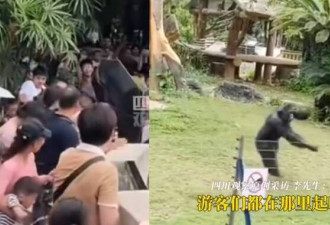 中国网红黑猩猩暴走！拿1公斤多石头砸伤观众