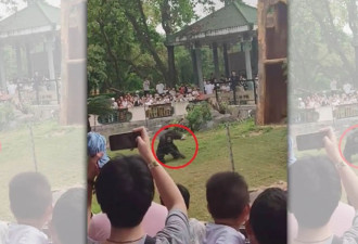 中国动物园黑猩猩暴走 手持尖锐石头砸游客