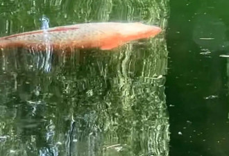 济南趵突泉“猪锦鲤”减肥成功了吗？还是很肥