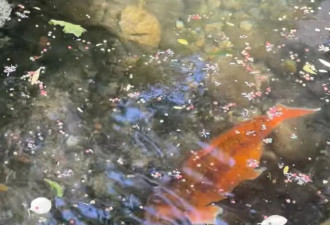济南趵突泉“猪锦鲤”减肥成功了吗？还是很肥