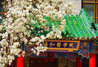 五问舆论漩涡中的“协和‘4+4’模式”：是否公平