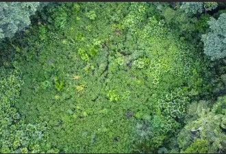 飞机迫降 被鳄鱼包围 36小时真实版亚马逊历险记