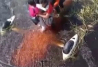 飞机迫降 被鳄鱼包围 36小时真实版亚马逊历险记