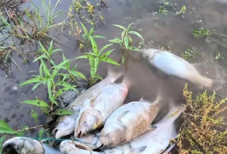 绝望中重生！湖北男子野钓发现几条白鲢被拴一起
