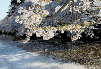 大地震前兆？日本青森多地惊传神秘地鸣