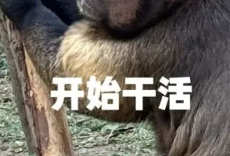 方脸猴神似万斯 丑到爆红 园方:其实是猴界美人