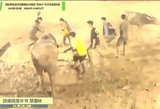 "牛王争霸赛"起纠纷引发群殴,女子倒地长时间不起