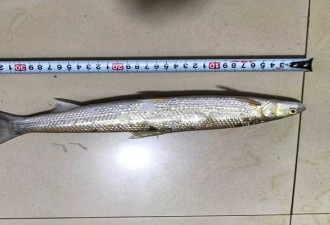 “长江最神秘的生物”极危物种鳤鱼重现赣江