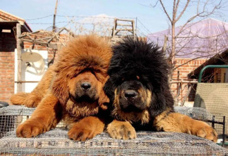 超百万只猫狗，从“钢城”卖到全中国...