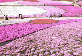 日本秩父春景如画 徜徉于丛生福禄考花海之中