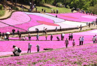日本秩父春景如画 徜徉于丛生福禄考花海之中