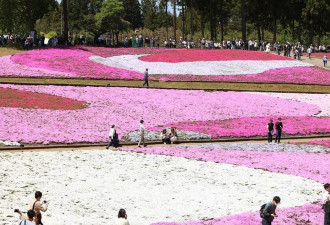 日本秩父春景如画 徜徉于丛生福禄考花海之中