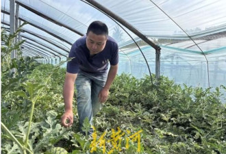西瓜甜吗？中国鉴瓜师3秒判别 收入惊呆网友
