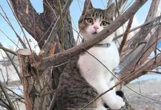 博主赵朔公布宠物猫死因：称自己是最大责任人