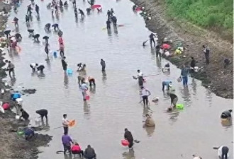 河道内有不少人在捞金？当地：捞的是花甲
