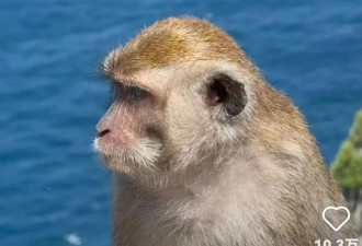 游客手机被猴子抢走 捡回发现 拍得比自己好