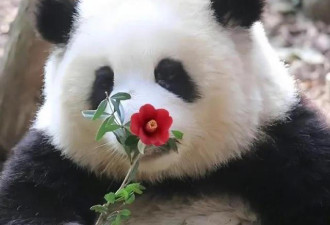 为什么只有中国有大熊猫