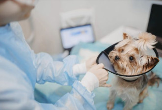 爱犬被一口气拔16颗牙死亡 求偿460万美元