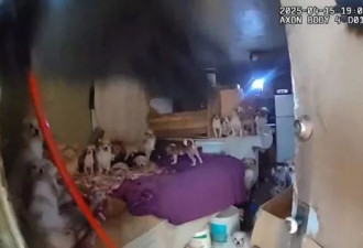 养了168只猫狗!70岁老翁遭控虐待动物将面临632项罪行