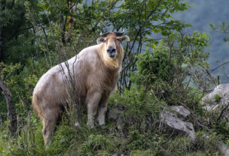 网友:钓鱼偶遇“秦岭杀人王” 专家:快爬树