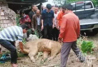 秦岭遇上羚牛,食草动物为何被称为"秦岭杀人王"？