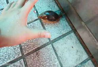 雨后遇到这种大蜗牛，别碰！赶紧远离！