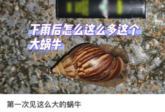 雨后遇到这种大蜗牛，别碰！赶紧远离！