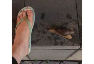 雨后遇到这种大蜗牛，别碰！赶紧远离！