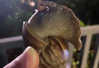 雨后遇到这种大蜗牛，别碰！赶紧远离！