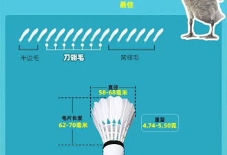 羽毛球凭什么卖到300元？1只鹅造不出1个球